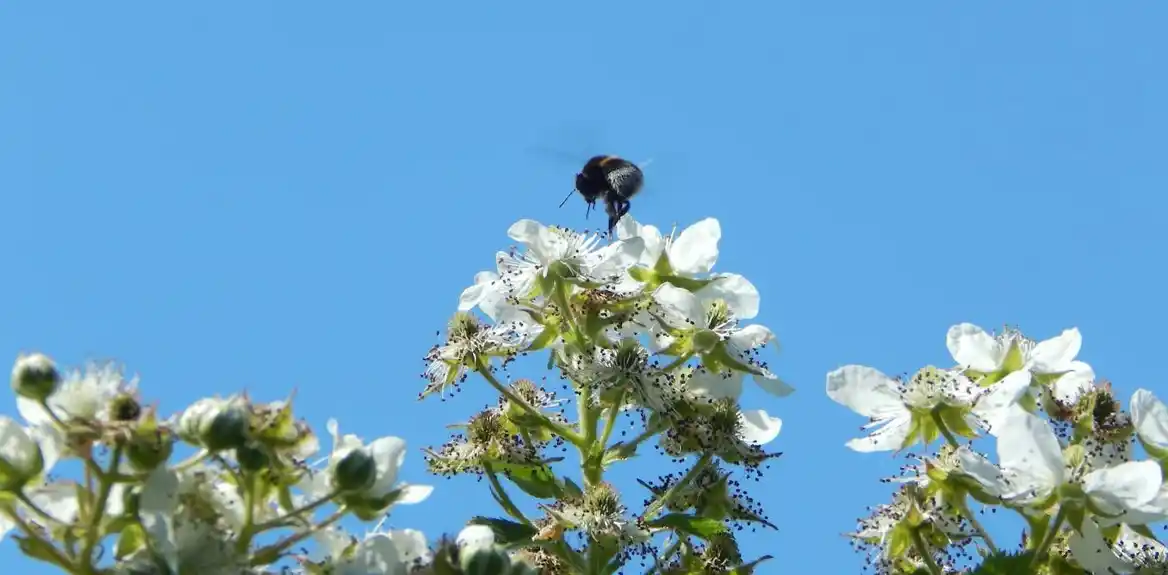 Bršljan, maslačak i drugo obično divlje cveće su ključni resursi za insekte koji oprašuju