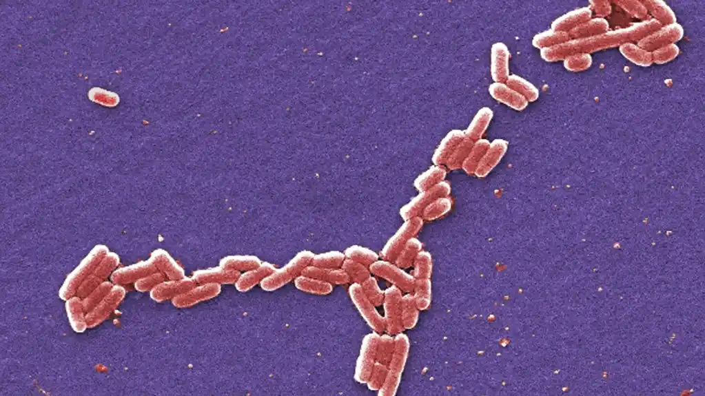 Triptofan u ishrani i crevne bakterije štite od infekcije E. coli