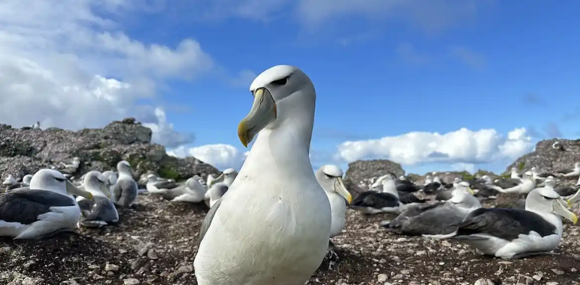 Debeli, šiljasti – kako su kljunovi albatrosa evoluirali da odgovaraju njihovom plenu