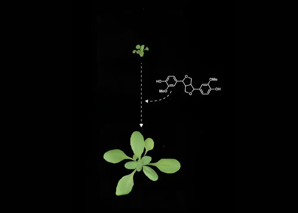 Eksperimenti identifikuju važnu novu ulogu hemijskih jedinjenja u razvoju biljaka