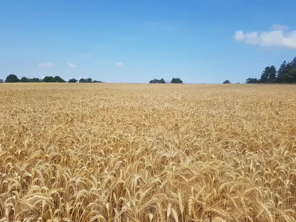 Hemikalije iz korena kukuruza utiču na prinos pšenice
