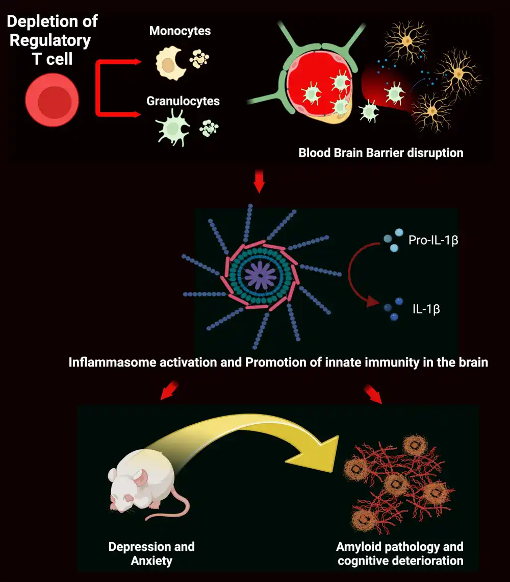 Imunske ćelije povezane sa anksioznošću, depresijom i Alchajmerovom bolešću