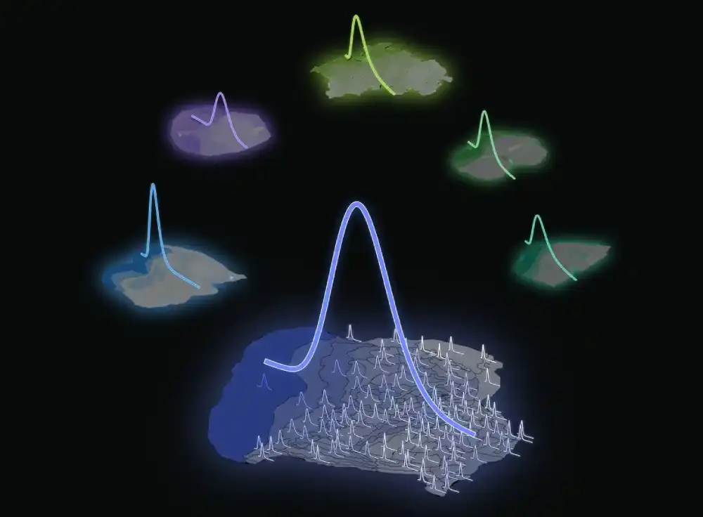 Istraživači identifikuju matematičko pravilo iza distribucije neurona u našem mozgu