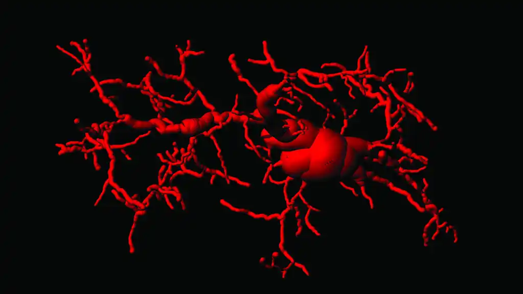 Kako imunitet doprinosi starenju i neurodegeneraciji