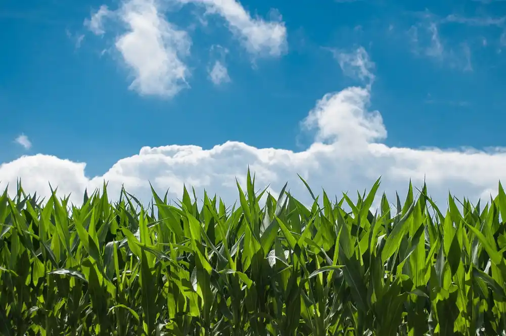 Kanada podržava SAD u sporu o trgovini GMO kukuruzom sa Meksikom