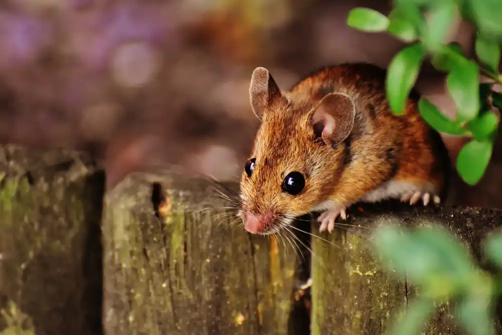 Kako miševi odlučuju da li da jedu ili piju kada su i gladni i žedni