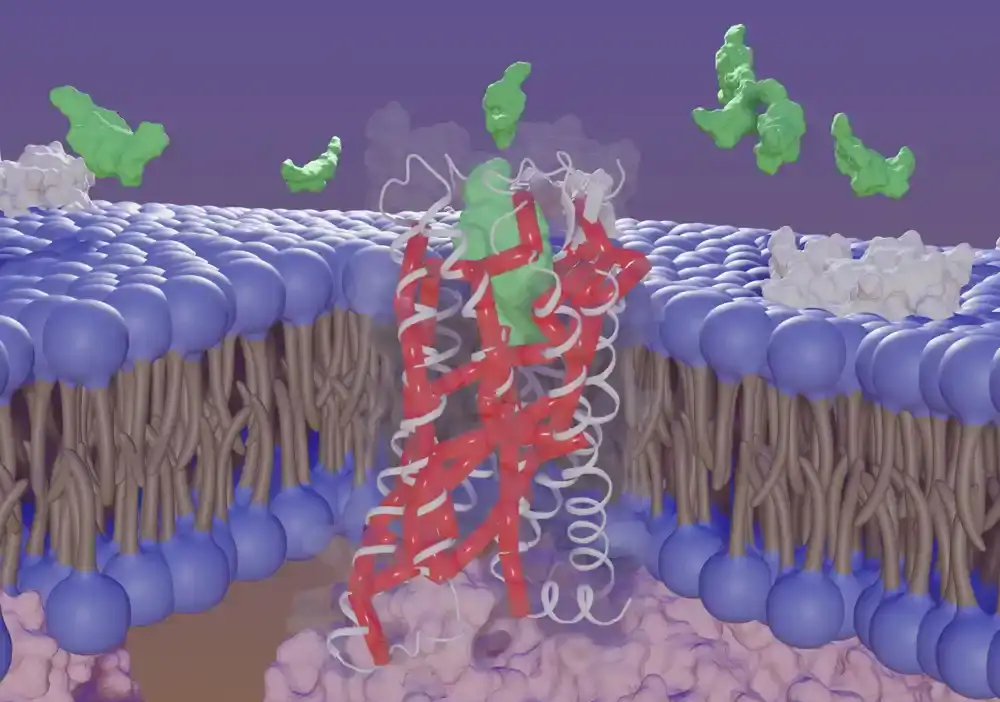 Naučnici otkrivaju nove aktivne regione na receptoru ćelijske površine, proširujući obim za mete lekova za lečenje srčanih bolesti