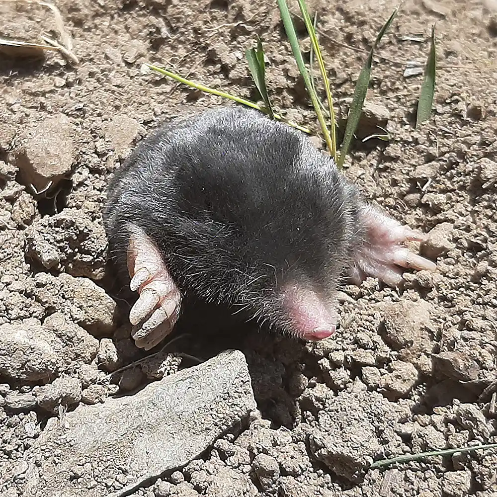 Naučnici su identifikovali dve nove vrste krtica u planinama istočne Turske