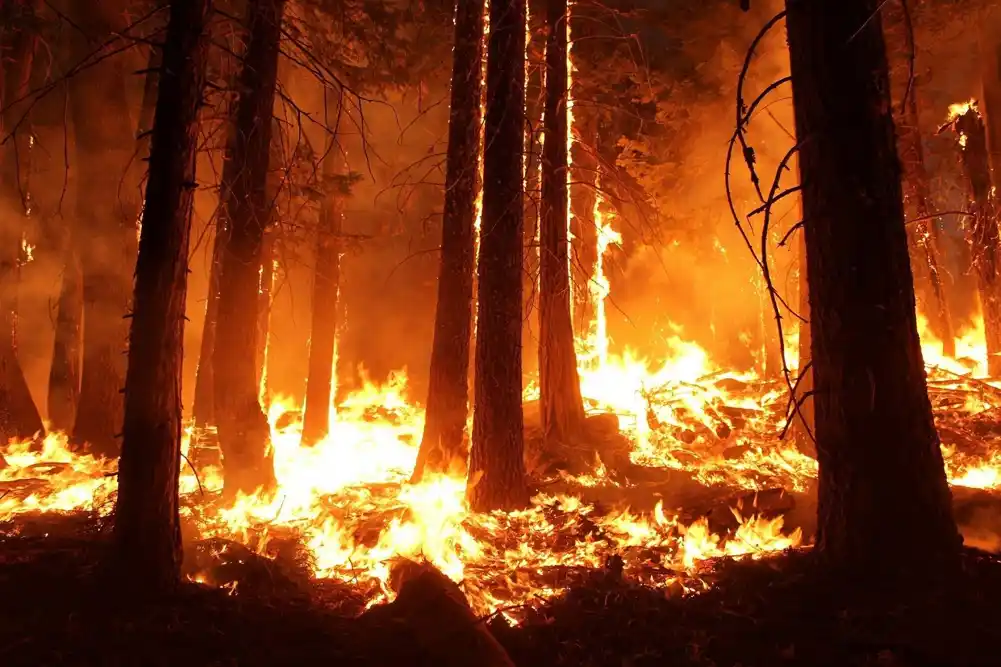 Klimatske promene pretvaraju delove kalifornijskih planina u „šume zombija“