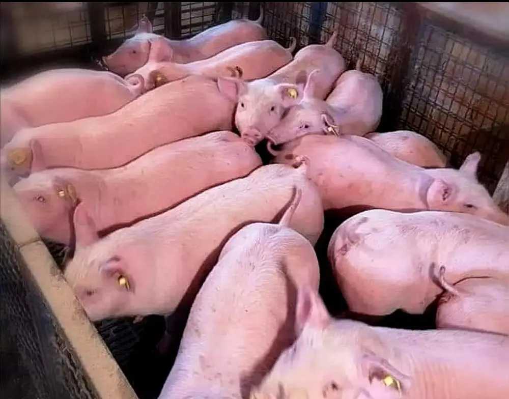 Poskupljenje svinjskog mesa je izvesno