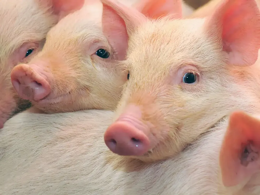 Farma svinja „Stari Tamiš“ privremeno zatvorena zbog afričke kuge