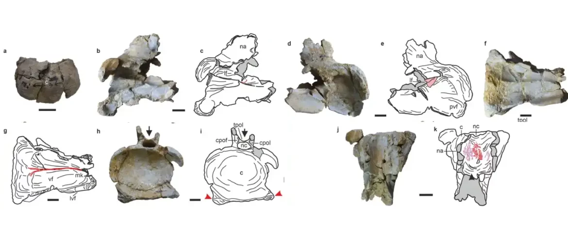 Prvi ostaci sauropoda dikreosaurida otkriveni u Indiji