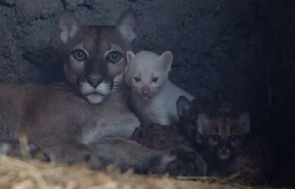 Puma je rodila retko mladunče albino u Nikaragvi