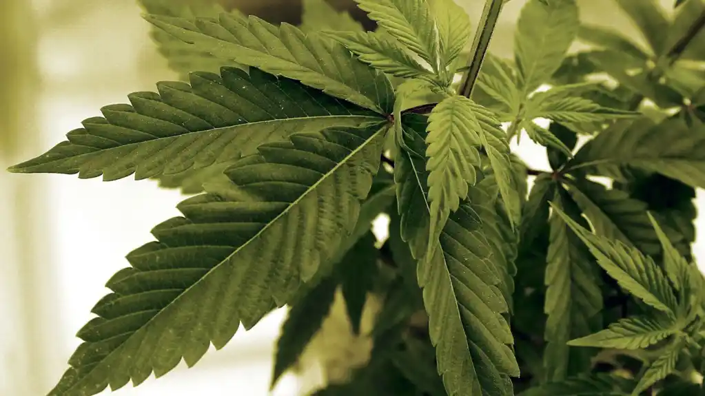 U Kragujevcu otkrivena laboratorija za proizvodnju marihuane, uhapšene dve osobe