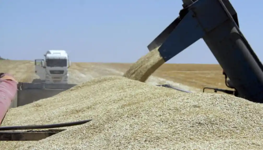 Novosadska berza: Cena pšenice 20,00 dinara, a kukuruta 18,36 dinara