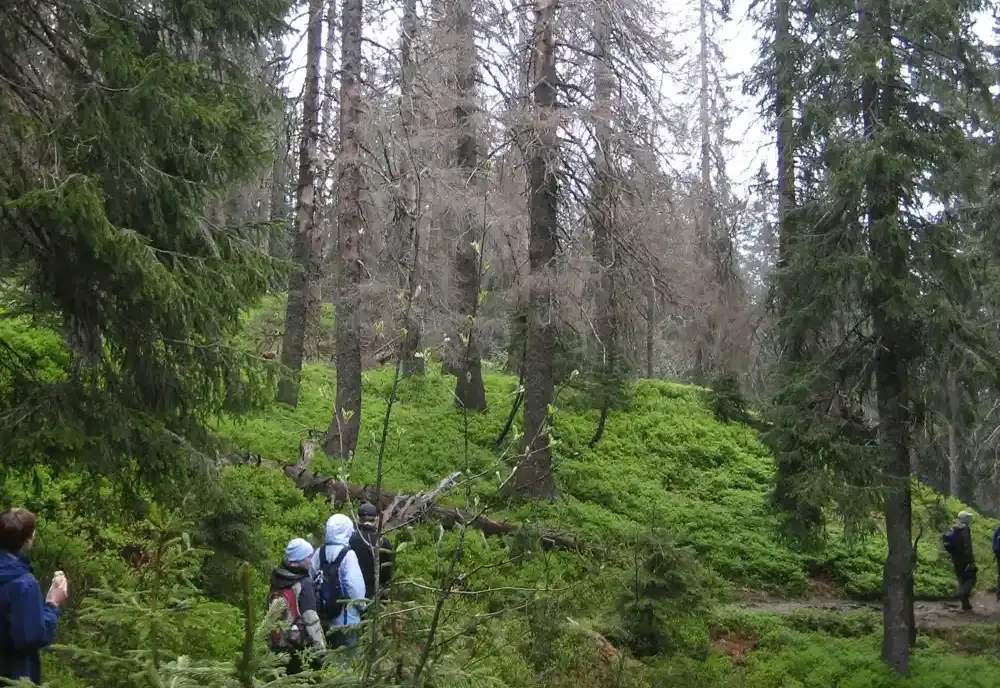 Smrtnost drveća u Švarcvaldu u porastu, klimatske promene su ključni pokretač