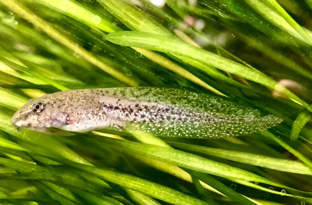 Studija pokazuje da su zagađivači važni za ulogu biodiverziteta u širenju bolesti divljih životinja