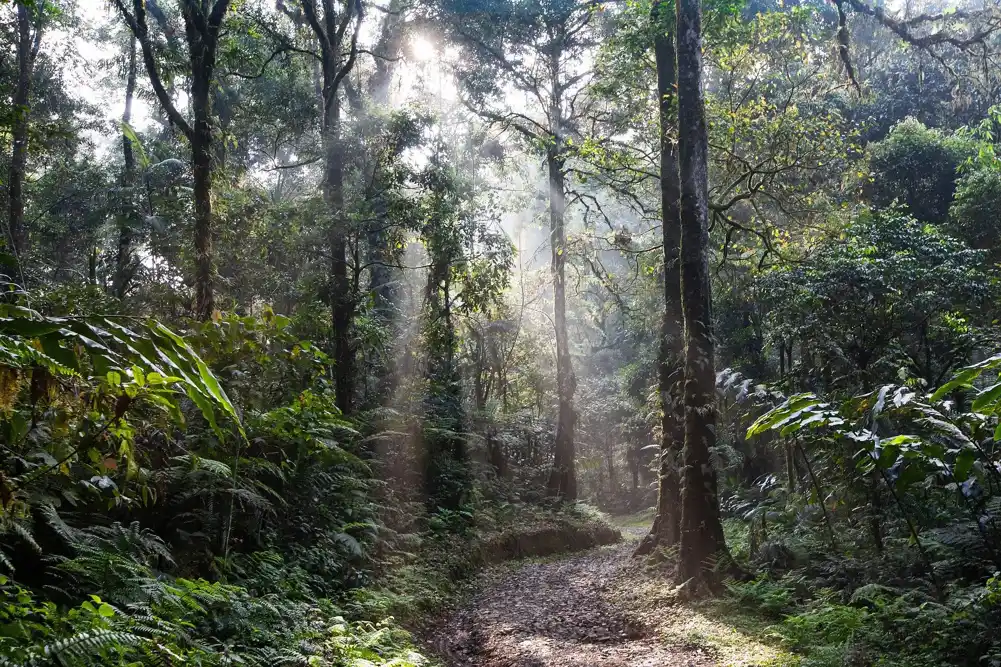 Suša izazvana klimatskim promenama može da transformiše delove amazonskih prašuma u ​​savane