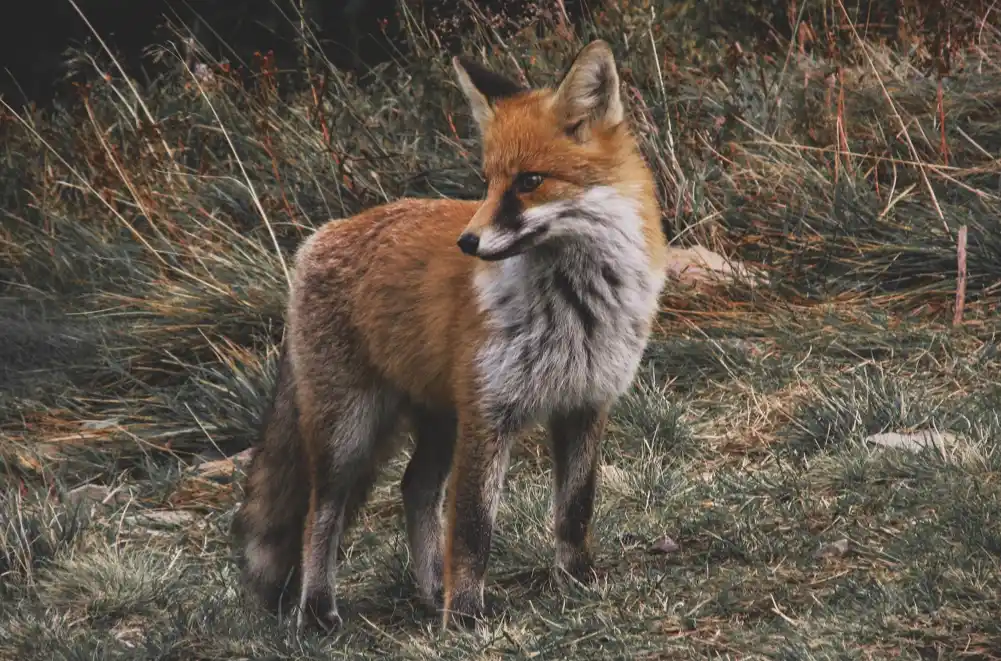 Nadmudrivanje predatora koristeći mamce od kojih se razbole