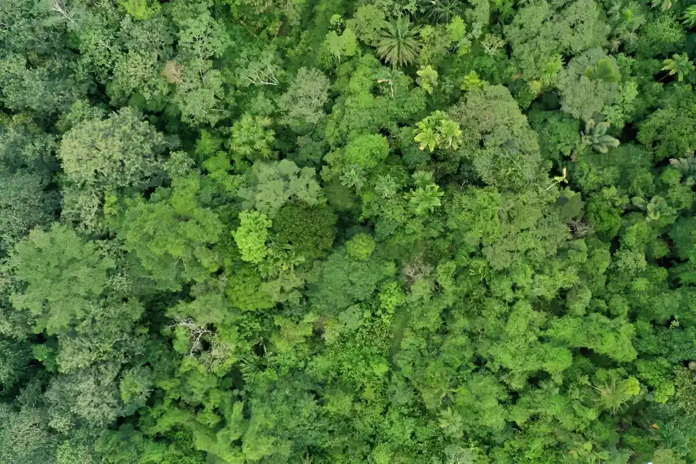 Tropske šume se približavaju pragu kritičnih temperatura