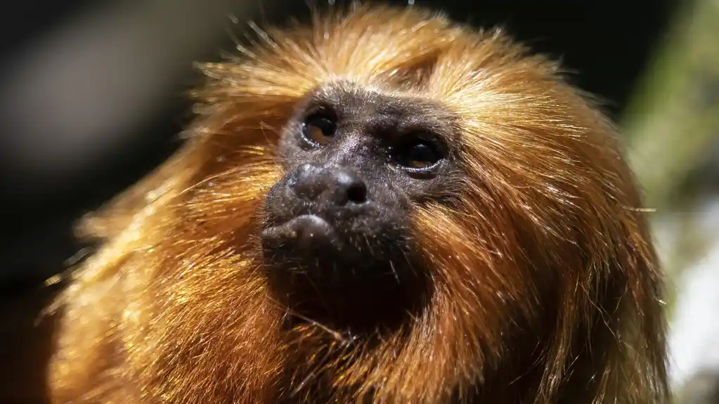 Ugroženi zlatni majmuni u Brazilu oporavili su se nakon velikog pada populacije od žute groznice