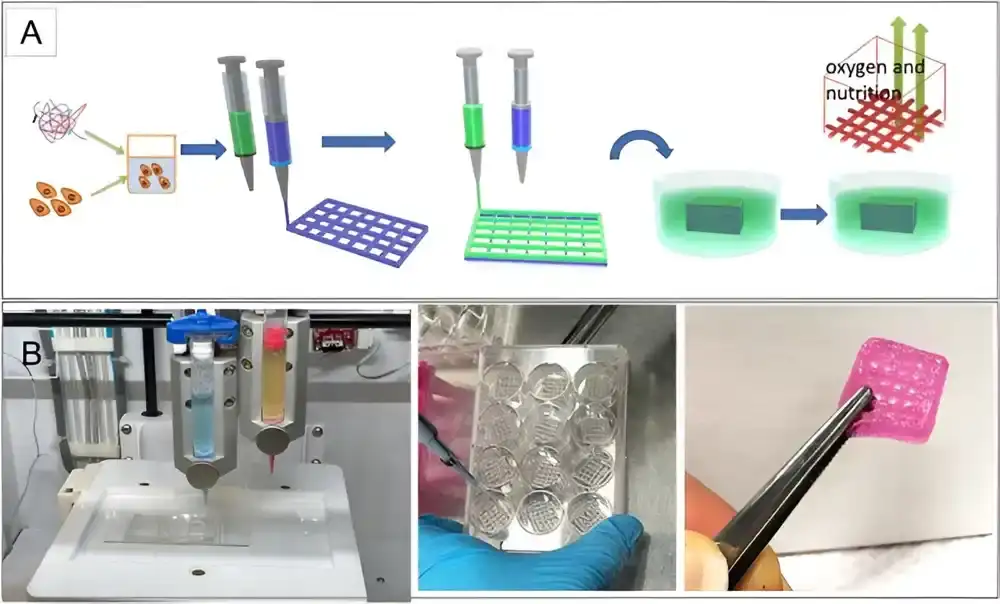 3-D bioštampani model tumora na čipu