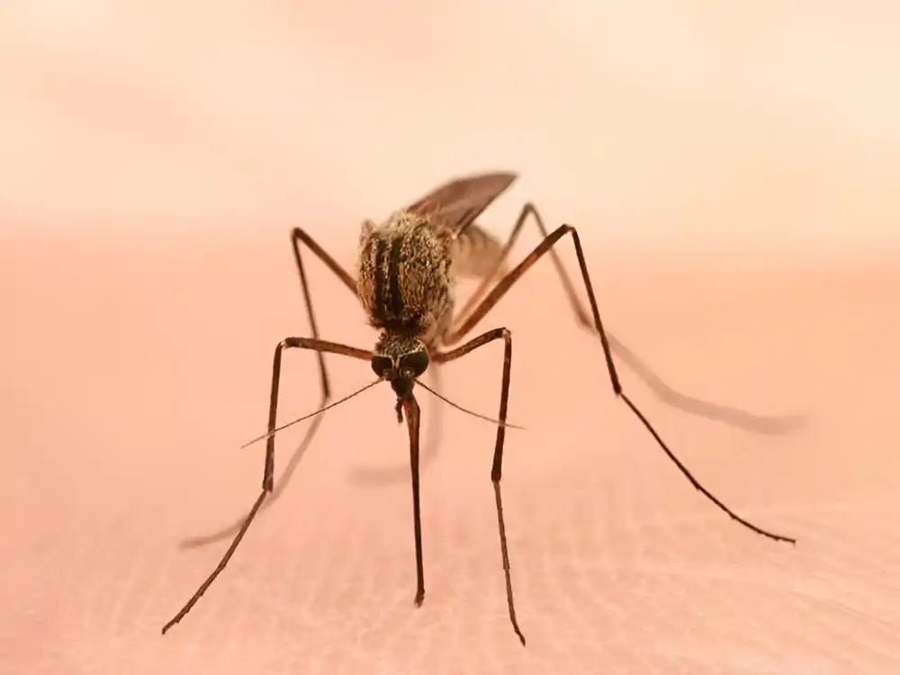 Splićane napadaju ogromni komarci: „Uopšte ne zuje, a ostave tvrde, bolne plikove“