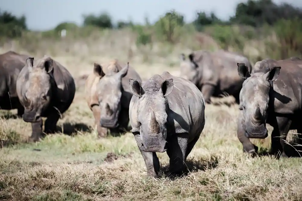 Nevladina organizacija kupila najveću farmu nosoroga na svetu