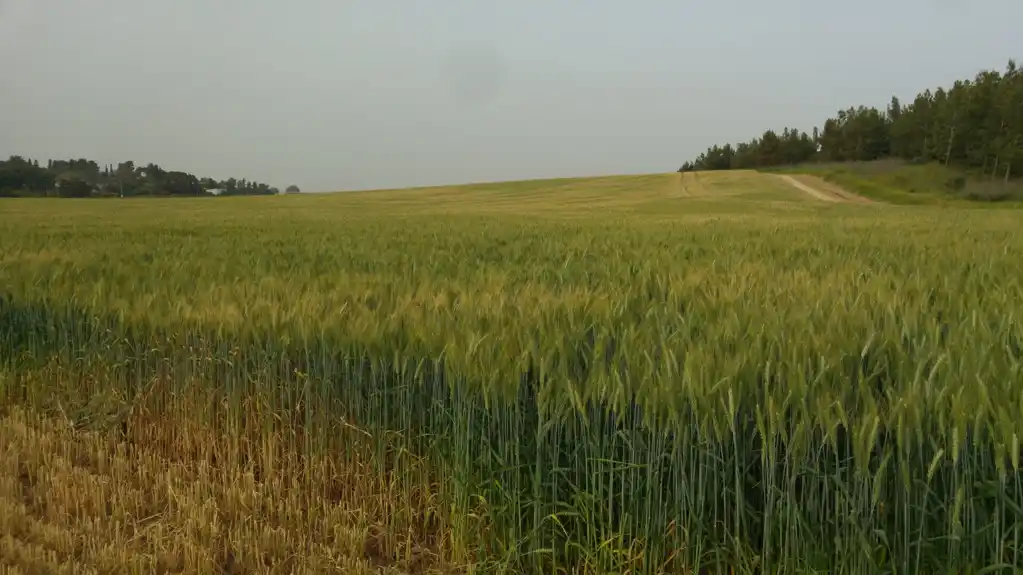 Kako društveno ponašanje biljaka pšenice utiče na proizvodnju zrna?