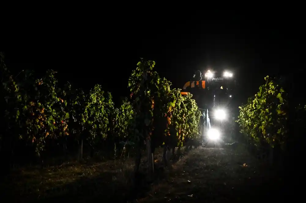 Klimatske promene guraju vinare iz Bordoa da beru noću