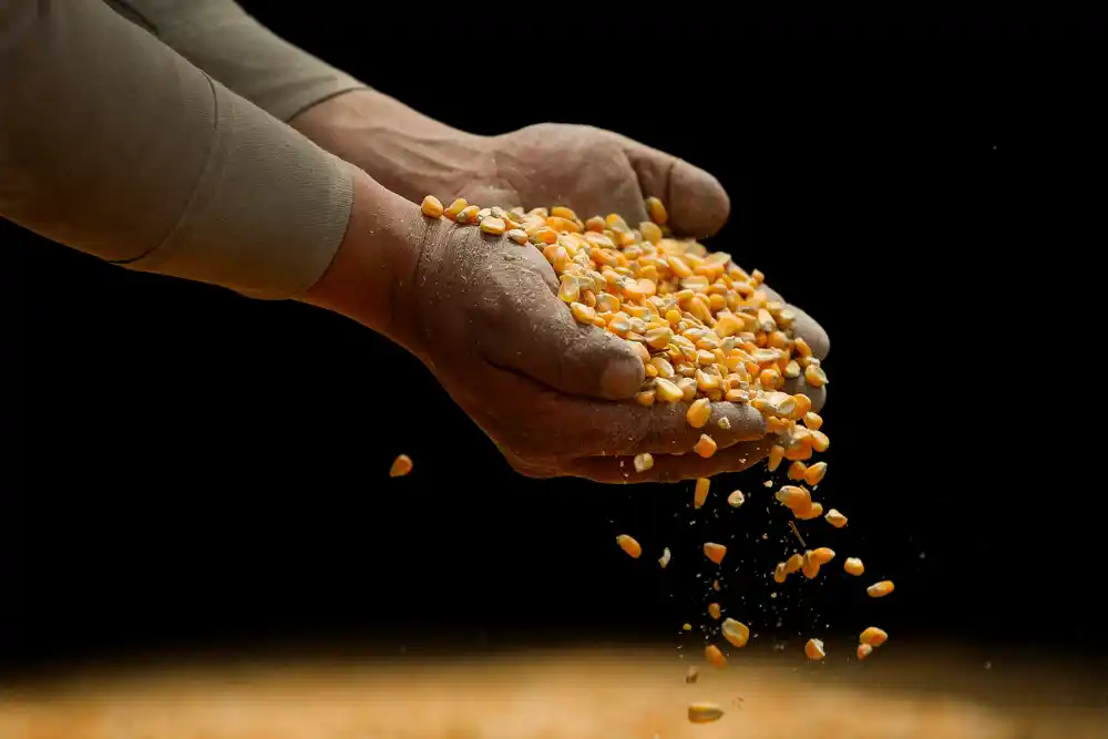 Novosadska berza: Cena pšenice 18,50 dinara, kukuruza 15,50 dinara