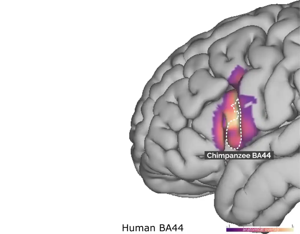 Naučnici upoređuju ljude i šimpanze kako bi otkrili evoluciju područja mozga relevantnih za jezik