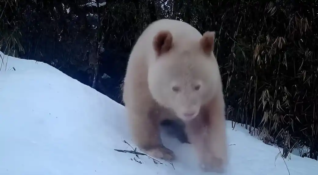 Nova otkrića o albino džinovskoj pandi u nacionalnom rezervatu prirode Volong