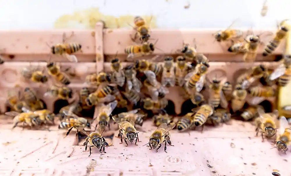 Pčele i drugi leteći insekti su pod većim rizikom od izumiranja jer migriraju na više nadmorske visine