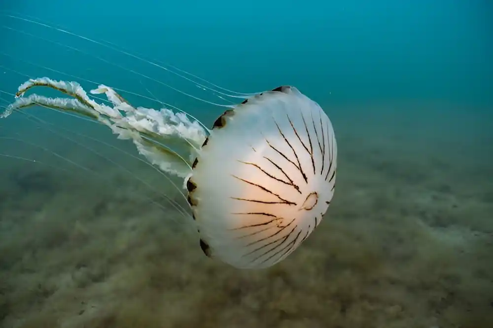 Šta da radite ako vas ubode meduza?