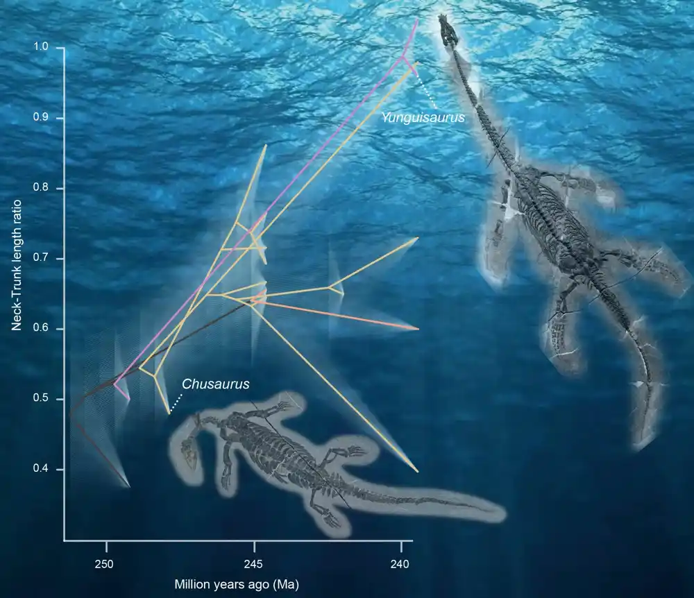 Pleziosaurusi su udvostručili dužinu vrata tako što su dobili nove pršljenove