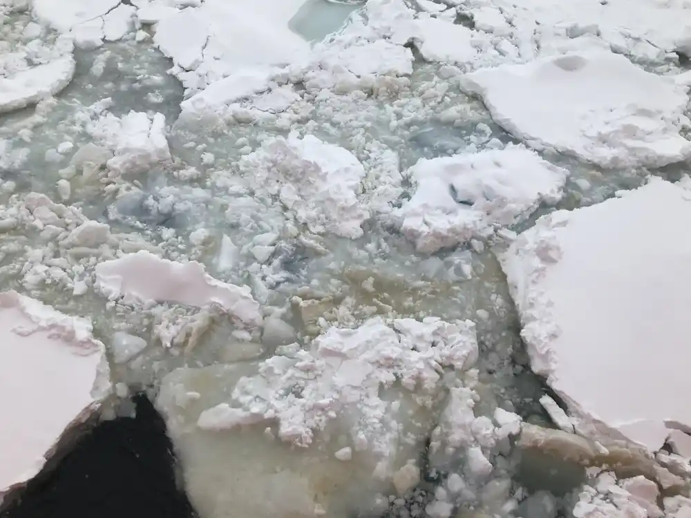 Polarni eksperimenti otkrivaju sezonski ciklus u antarktičkim ledenim algama