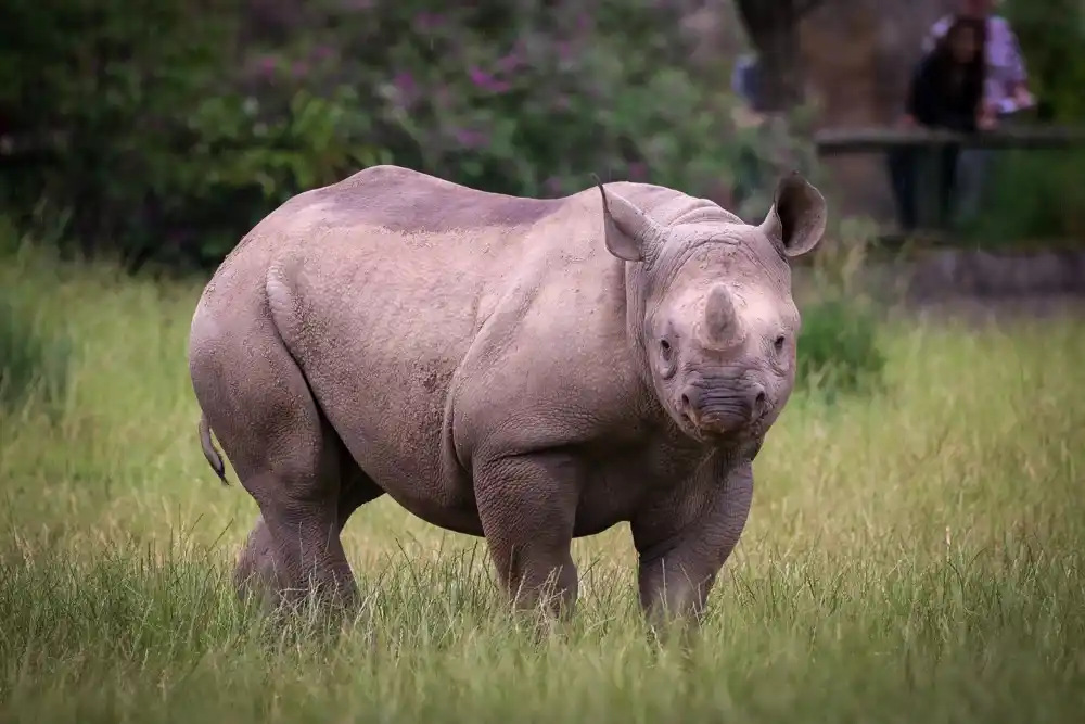Prvo povećanje broja nosoroga u Africi od 2012