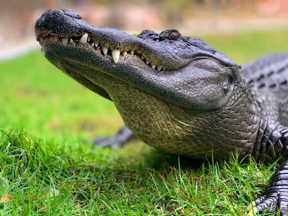 Aligatori mogu biti ključni pokazatelj kako klimatske promene mogu uticati na Everglades na Floridi