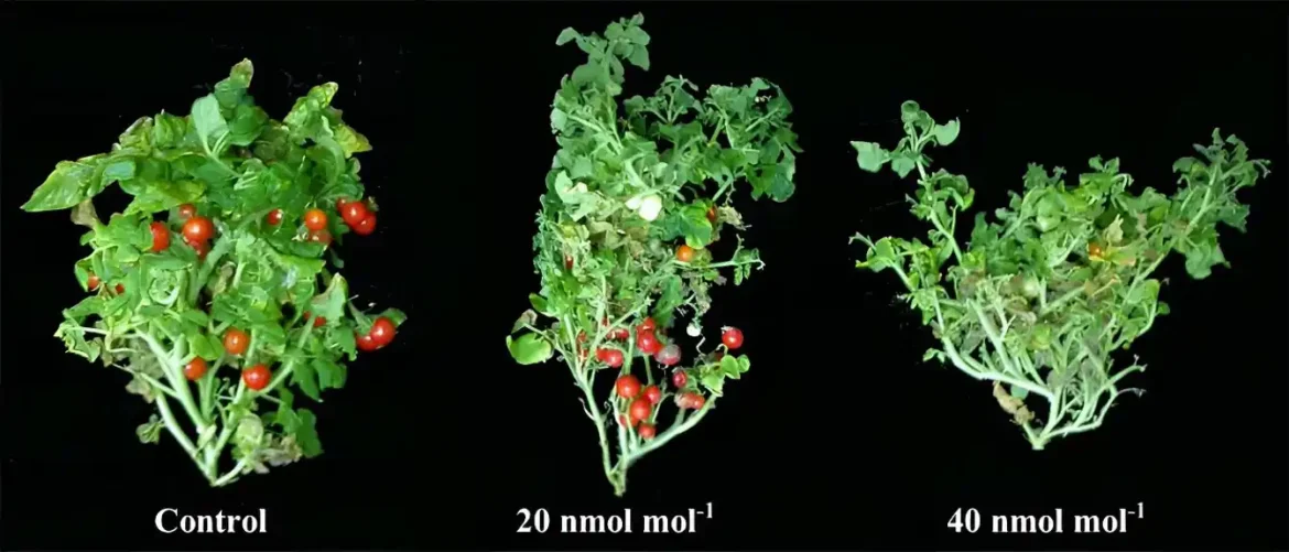 Visoka toplota, nivoi etilena nezavisno zaustavljaju zametanje plodova paradajza