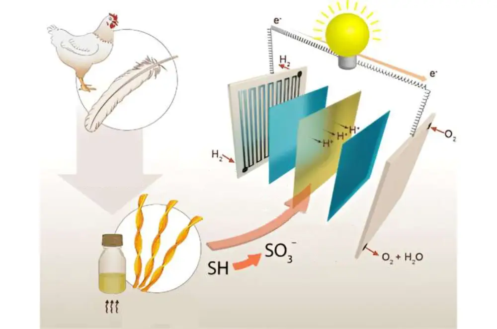 Istraživači koriste pileće perje za proizvodnju ekoloških membrana za gorivne ćelije