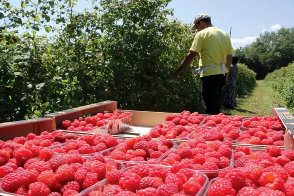 Dogovorena početna cena otkupa maline, 250 dinara po kilogramu