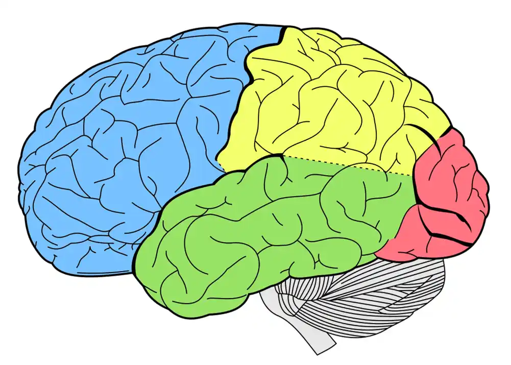 Atlas ljudskih moždanih ćelija nudi pogled bez presedana na neuropsihijatrijske poremećaje