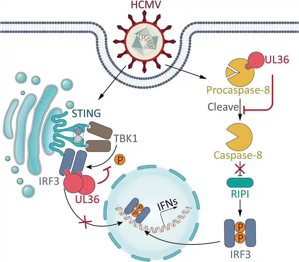 Citomegalovirus kodira protein da bi se postigao balans između anti-apoptoze i imunološke evazije