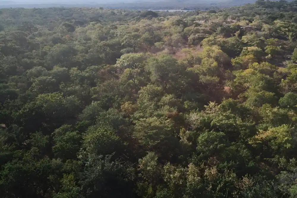 Bil Gejts osporava masovnu sadnju drveća kao rešenje za klimatske promene