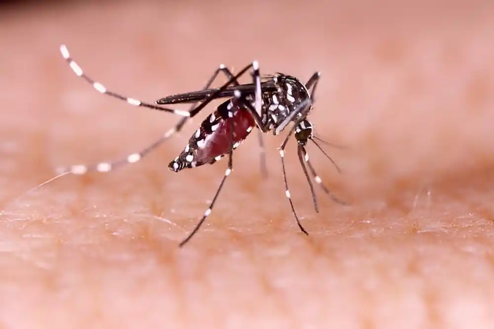 Denga groznica: Neobični porast infekcija stavlja svetsko zdravlje na iskušenje