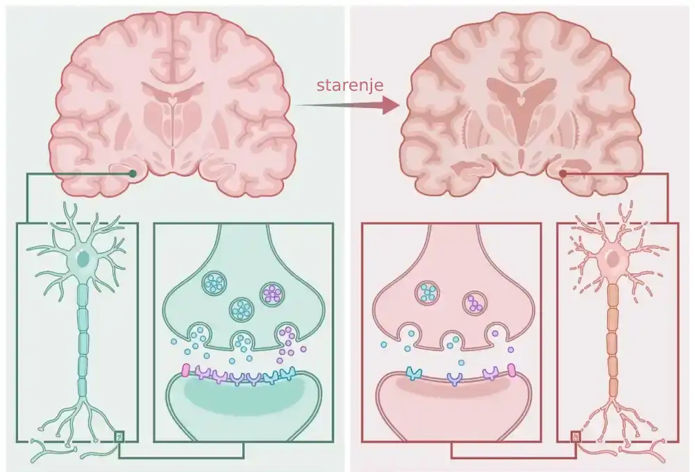 Detaljni pregled otkriva intervenciju lipida u ishrani kao potencijalnu strategiju za sprečavanje starenja mozga