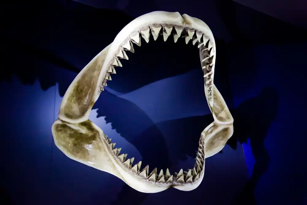 Otkriveni drevni artefakti: Zubi tigraste ajkule upotrebljeni kao oštrice pre 7.000 godina
