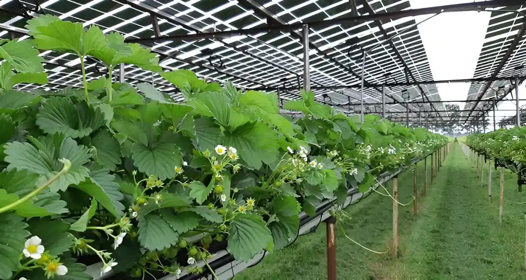 Istraživači vide budućnost za poljoprivredne solarne parkove, ali i izazove