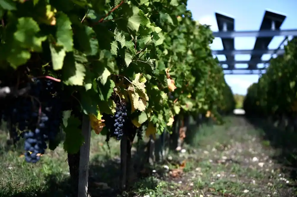 Klimatske promene poboljšavaju francusko vino – za sada